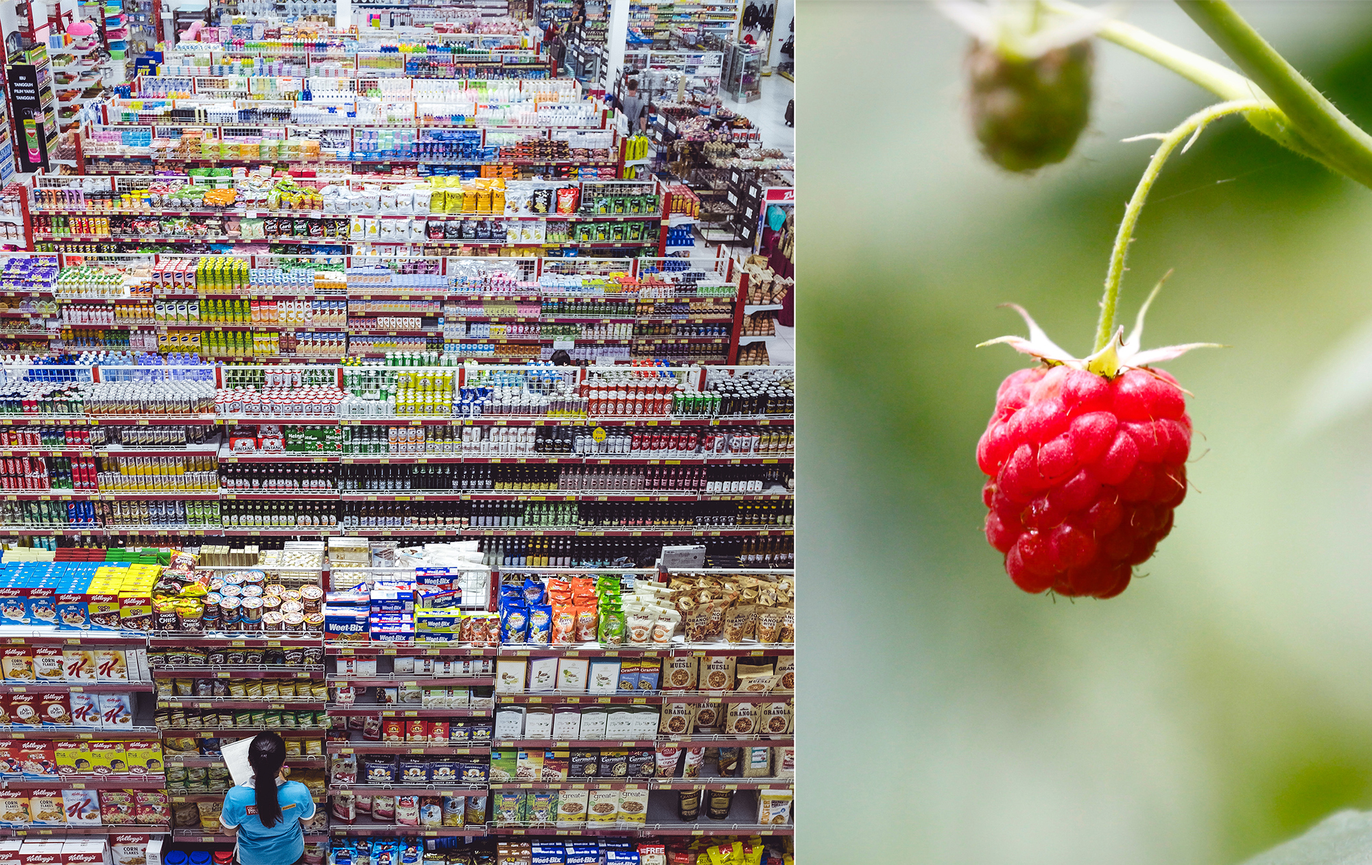 a scene from a store with endless shelves of products next to a scene of a lone raspberry on a vine