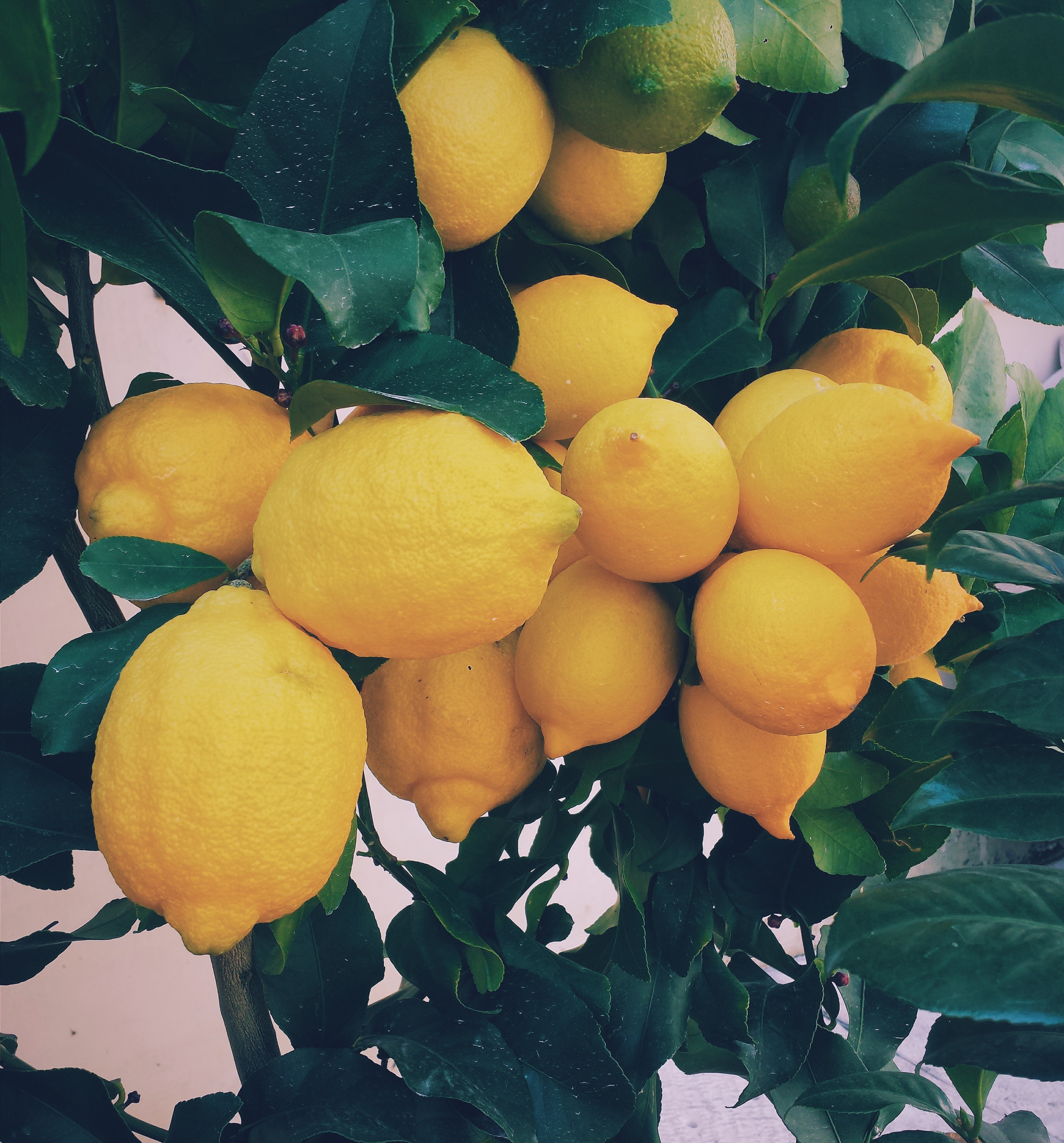 Prolific lemon tree